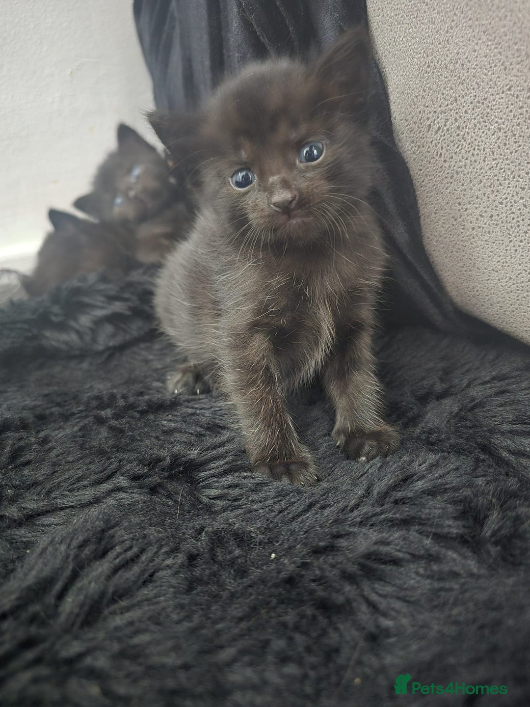 Mixed Breed cats for sale: 5 beautiful kittens - Image 2