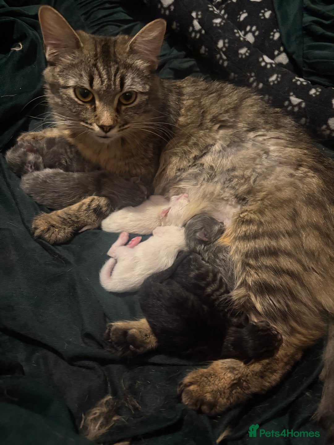 Mixed Breed cats for sale: Kittens  - Image 8