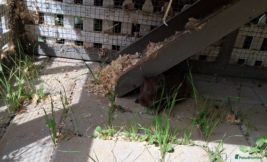 Guinea Pig rodents for sale: Baby guinea pigs - Advert 2