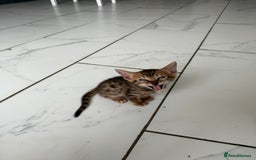 Bengal cats for sale: Beautiful boy remaining ready to go  - Image 18