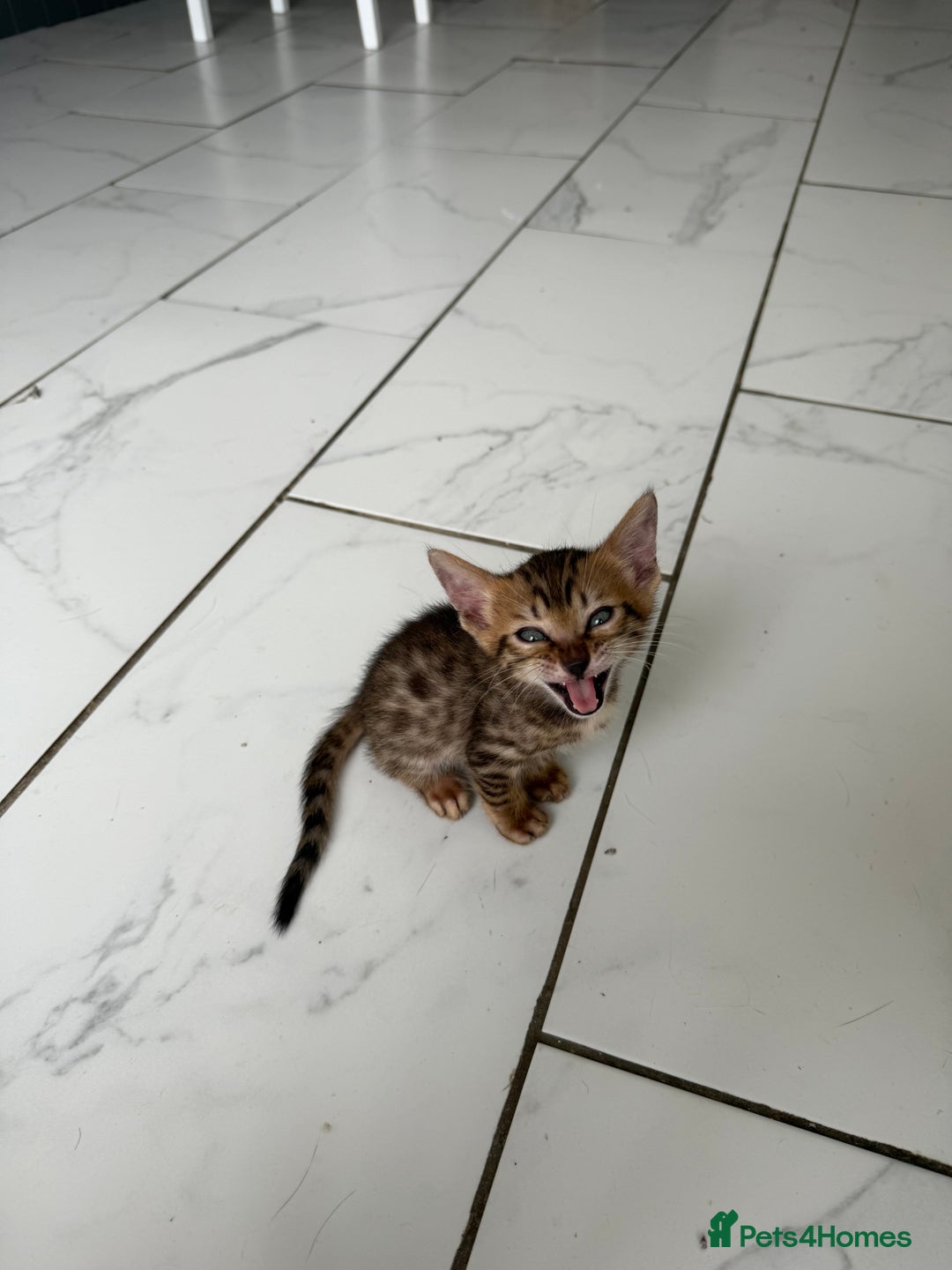 Bengal cats for sale: Beautiful boy remaining ready to go  - Image 18