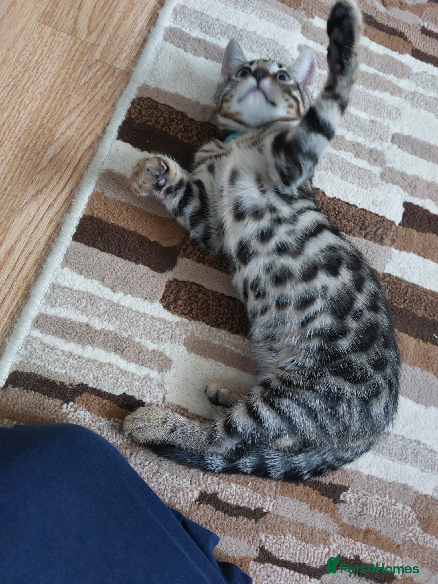 Mixed Breed cats for sale: X Bengal Kitten Mixed Tabby Boy - Advert 6