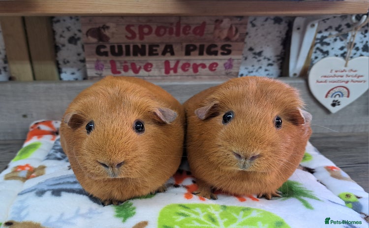 Guinea Pig rodents - Advert 1