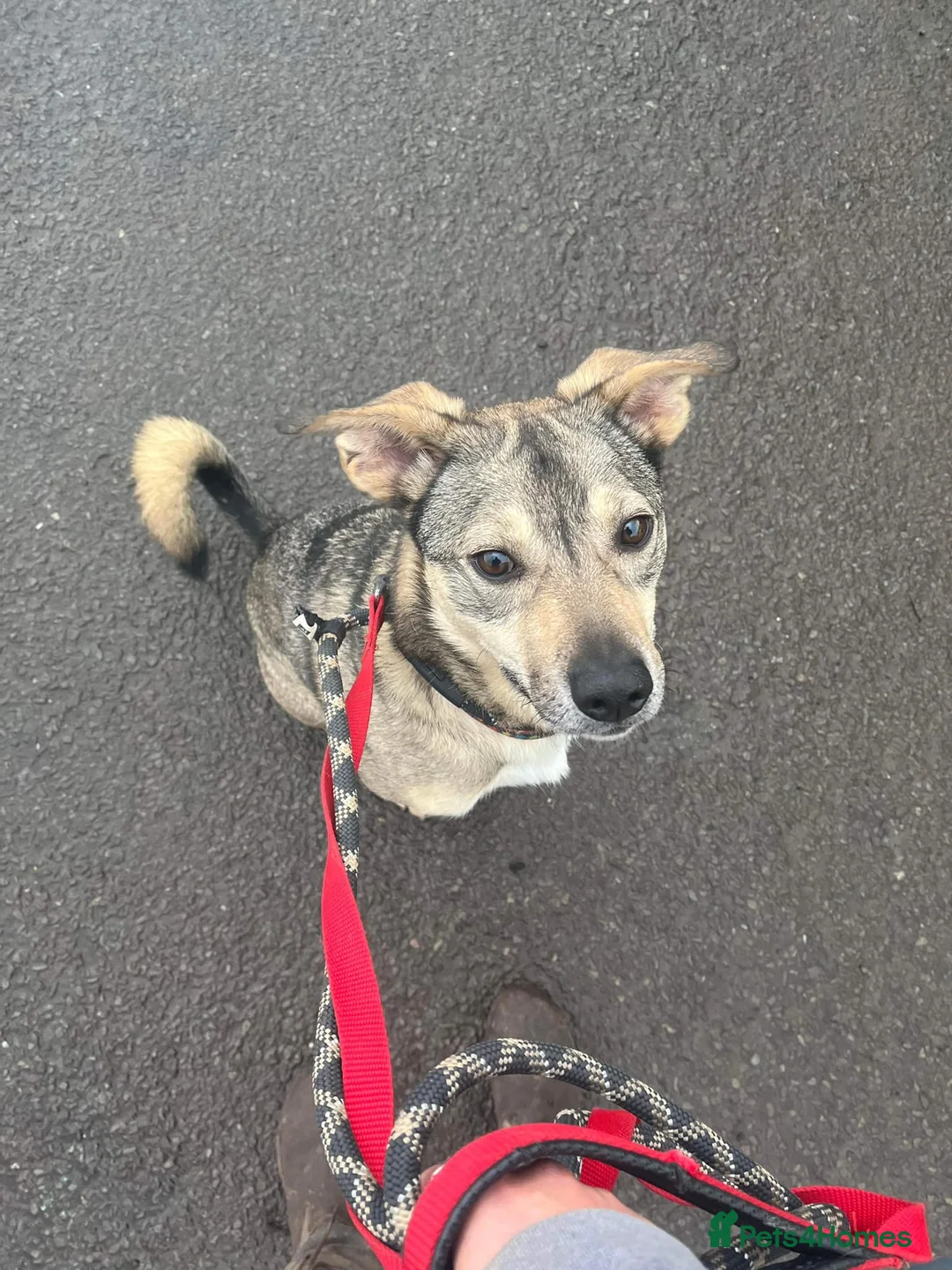 Mixed Breed dogs for adoption: Meet Archie, currently residing in Cheshire. in Nantwich - Advert 15