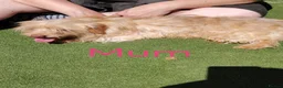 Norfolk Terrier dogs for sale: Norfolk Terrier Puppies  - Advert 9
