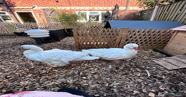 Geese poultry - Advert 11