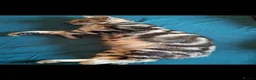 Mixed Breed cats for sale: Gorgeous Pure Tabby healthy kittens - Advert 14