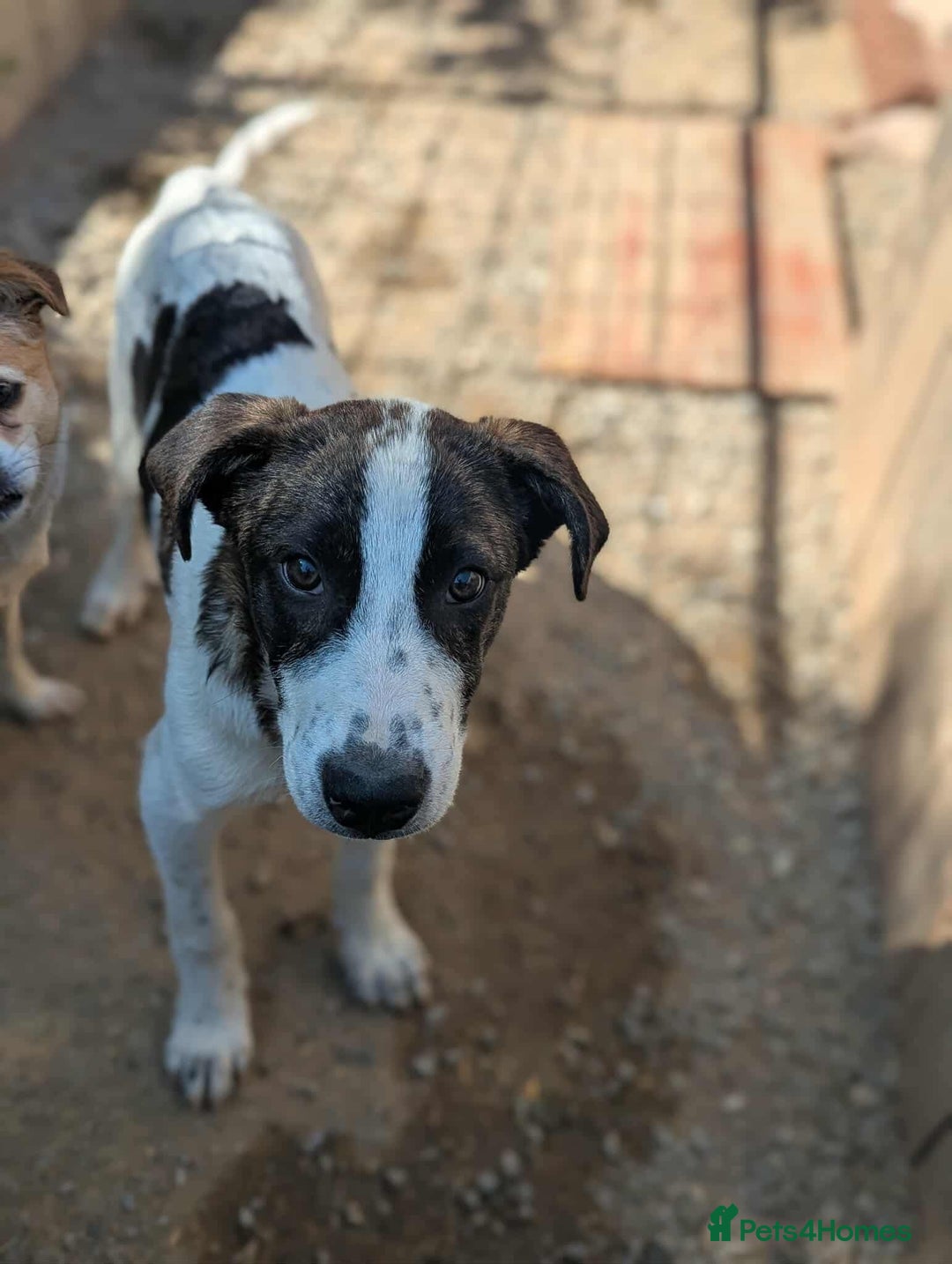 Mixed Breed dogs for adoption: MJ is looking for a family  - Image 2