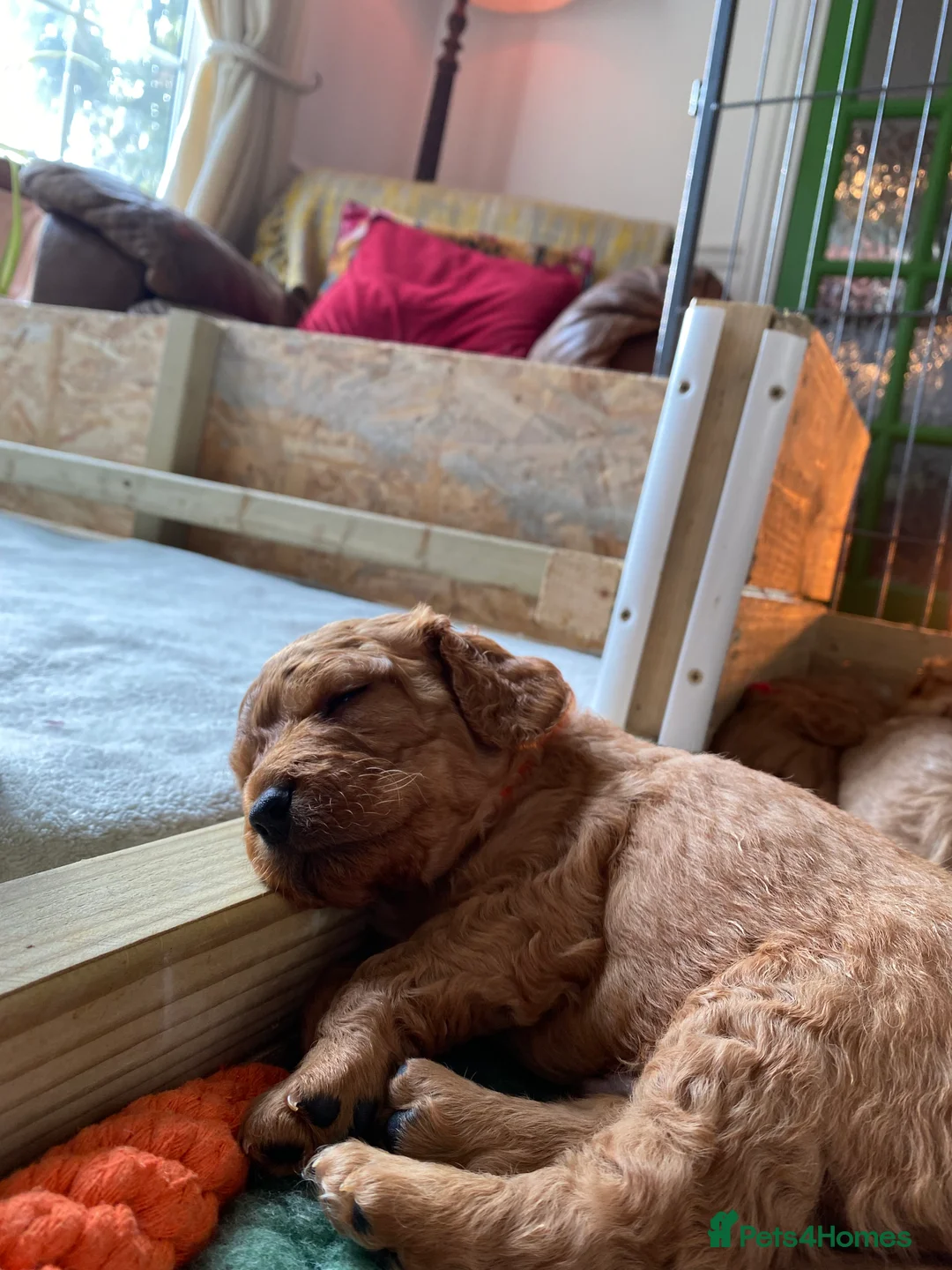 Mixed Breed dogs for sale: Beautiful Cavacockapoo puppies, only two left!  - Advert 15