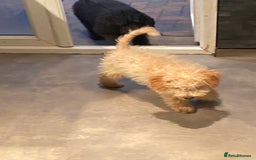 Sproodle dogs for sale: Stunning Springer x Poodle / Sproodle Pups - Image 2