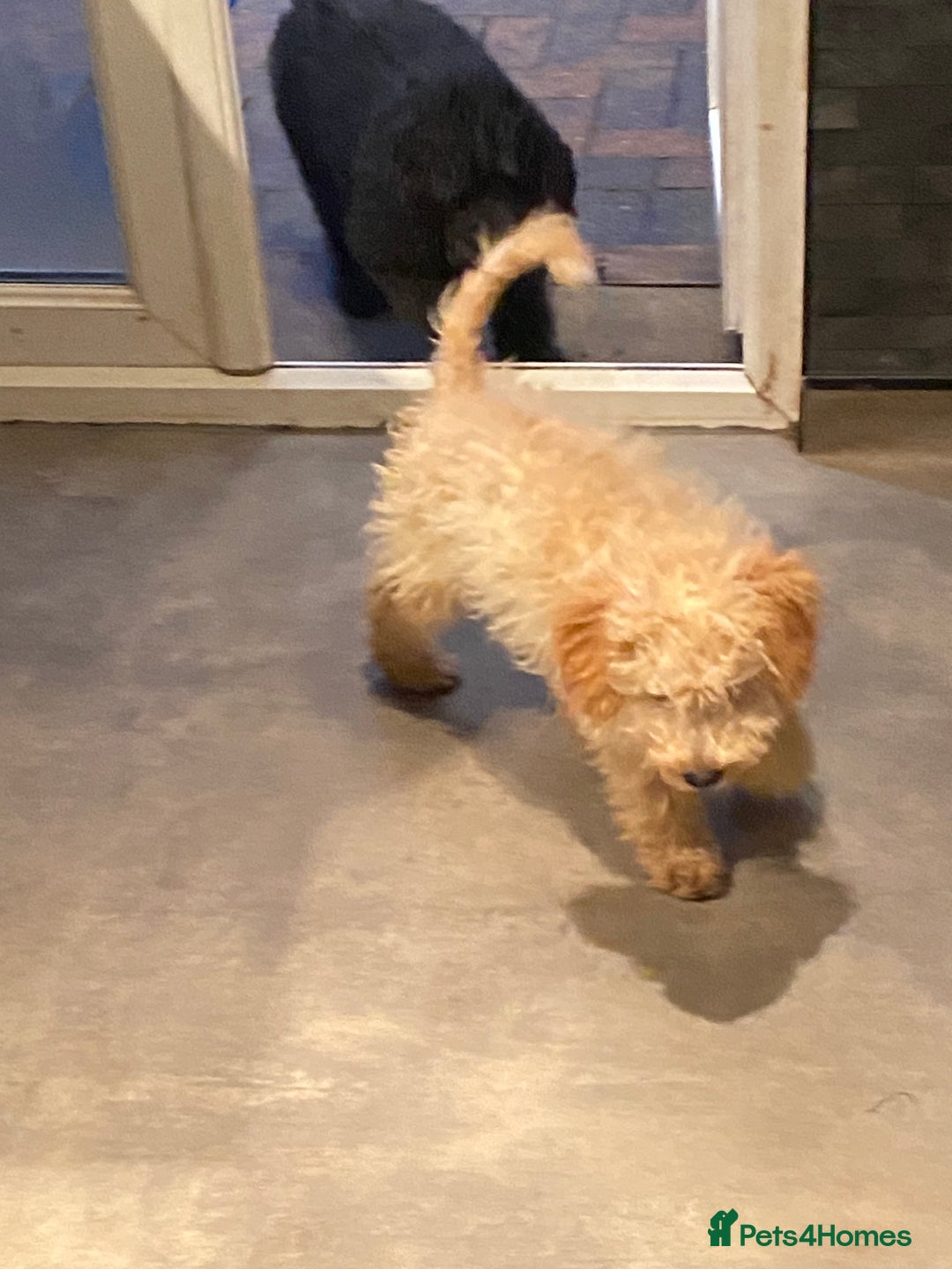 Sproodle dogs for sale: Stunning Springer x Poodle / Sproodle Pups - Image 2