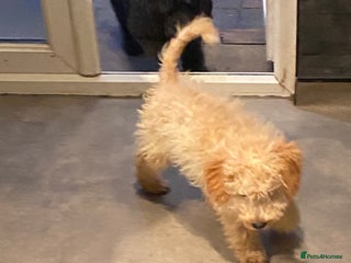 Sproodle dogs - Advert 9