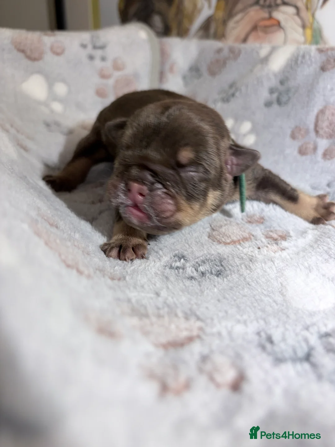 English Bulldog dogs for sale: KC English Bulldog Puppies Exceptional Quality  - Advert 26