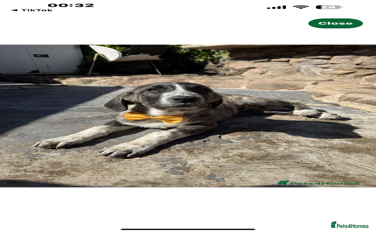 Mixed Breed dogs - Advert 4