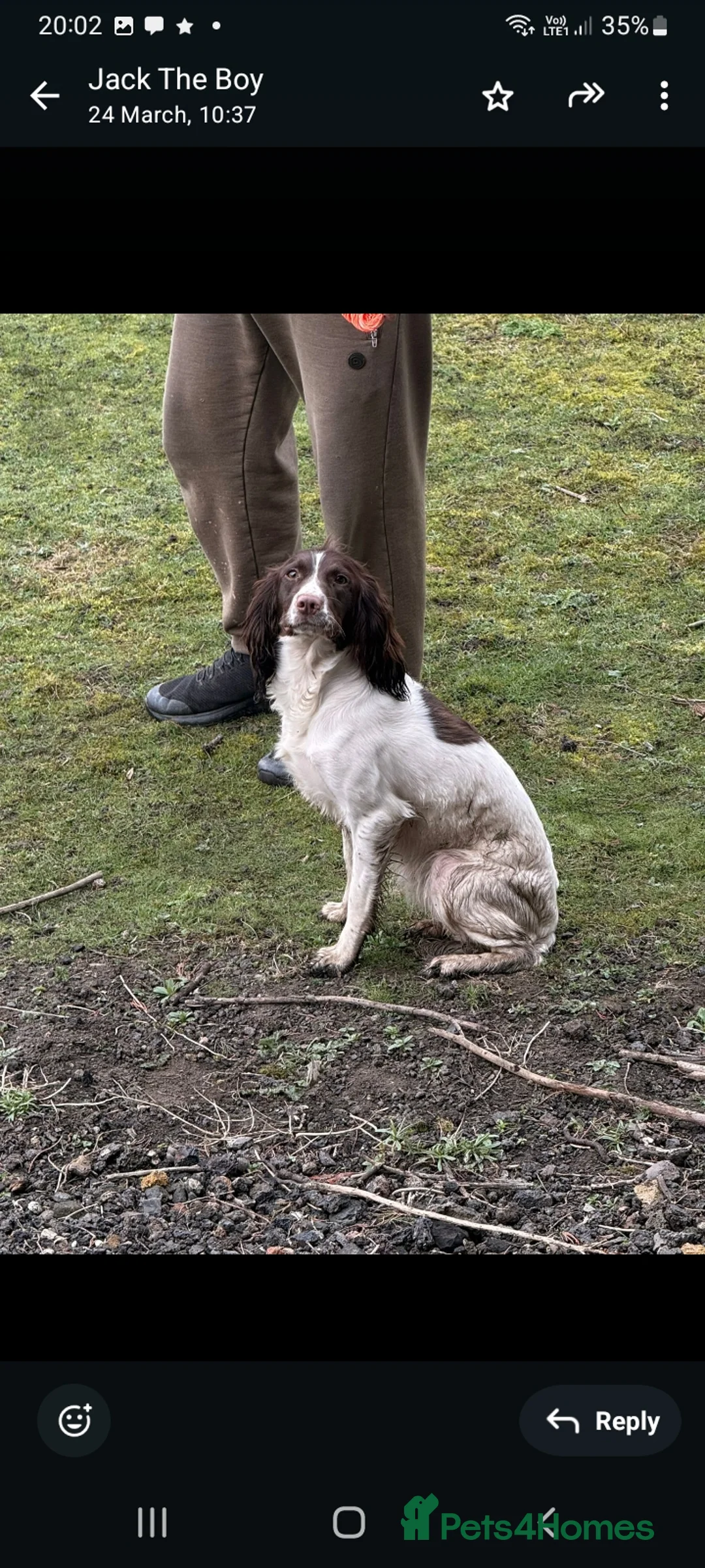 English Springer Spaniel dogs for sale: KC REG English Springer Spaniel  - Advert 2