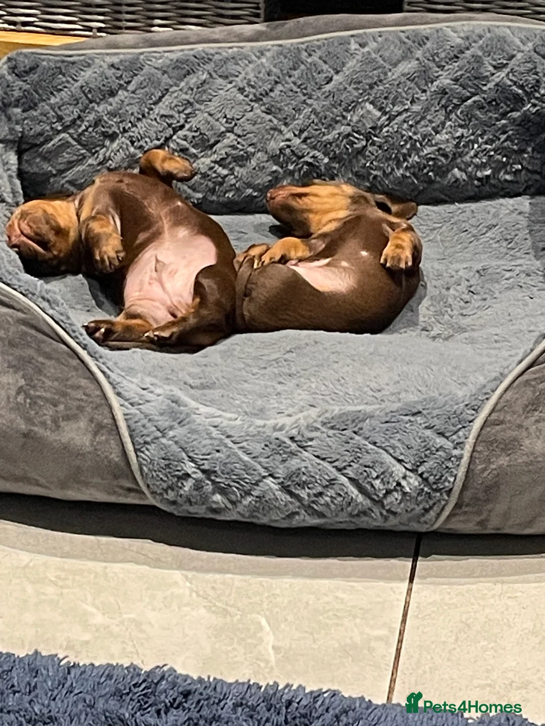 Miniature Dachshund dogs for sale: Beautiful Mini Dachounds  - Advert 3