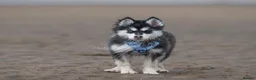 Pomsky dogs for sale: 3.5mnth old Ivy is looking for her special someone - Advert 11