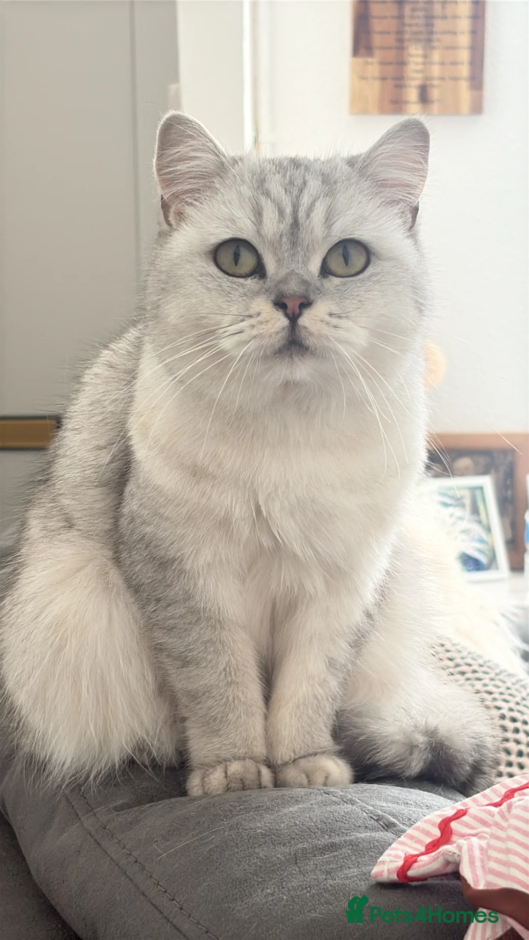 British Shorthair cats for sale: British short hair  in Manchester - Advert 2