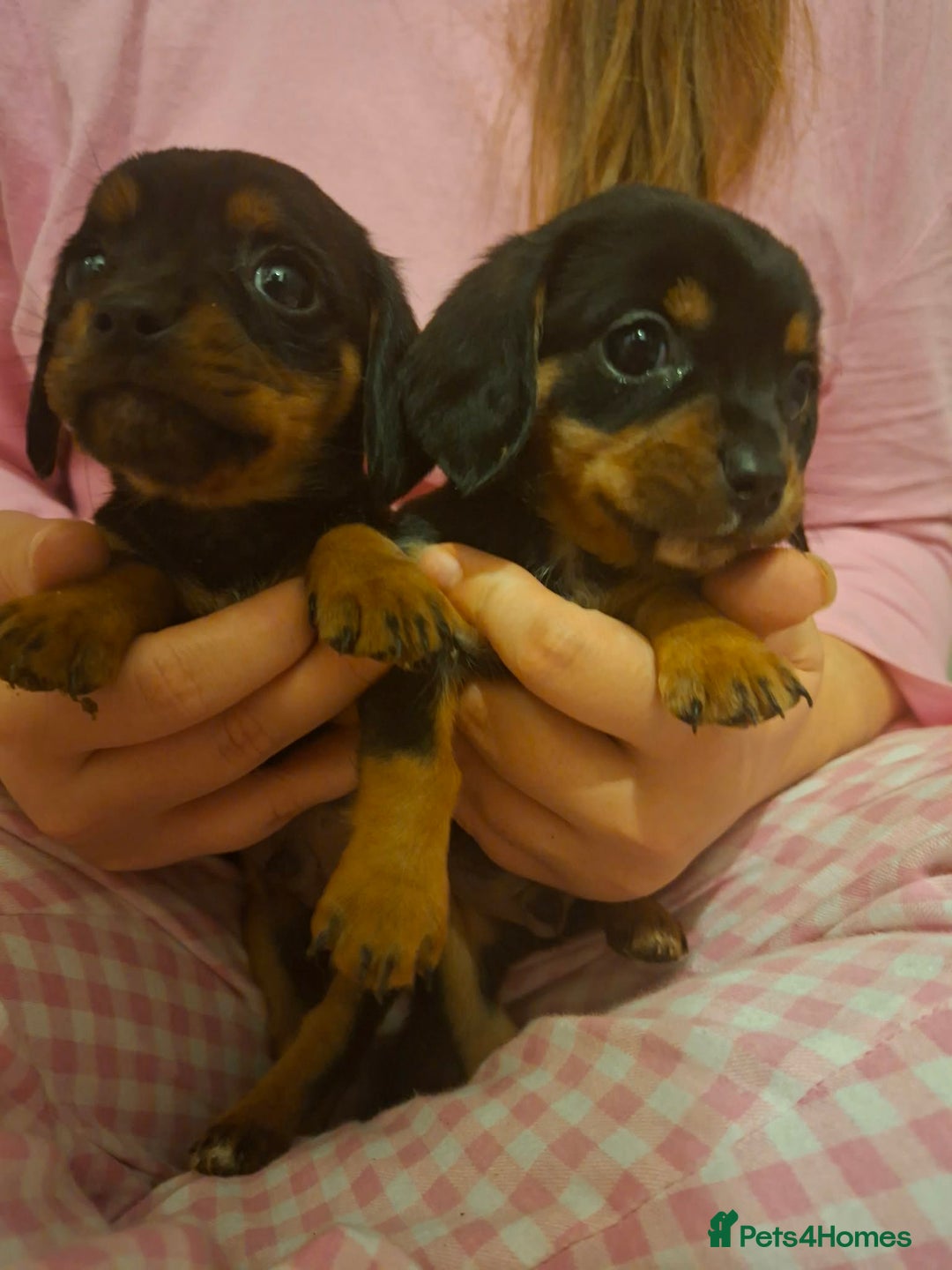 Mixed Breed dogs for sale: Beautiful dashaliers  - Advert 6