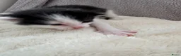 British Longhair cats for sale: Kittens  in Haltwhistle - Advert 26