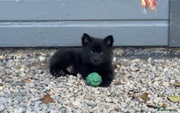 Pomsky dogs for sale: Adorable small f3 Pomsky puppies for sale  - Image 26