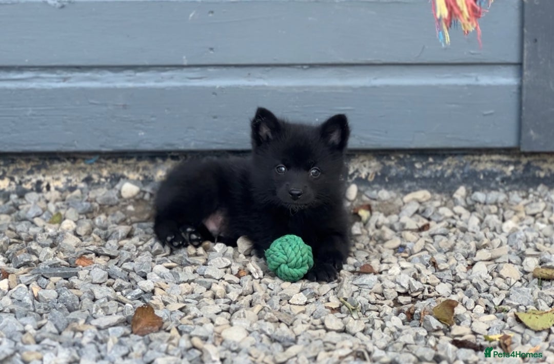 Pomsky dogs for sale: Adorable small f3 Pomsky puppies for sale  - Image 26