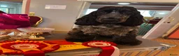 Cocker Spaniel dogs for sale: Ready now KC Cocker Spaniel Boy - Advert 6