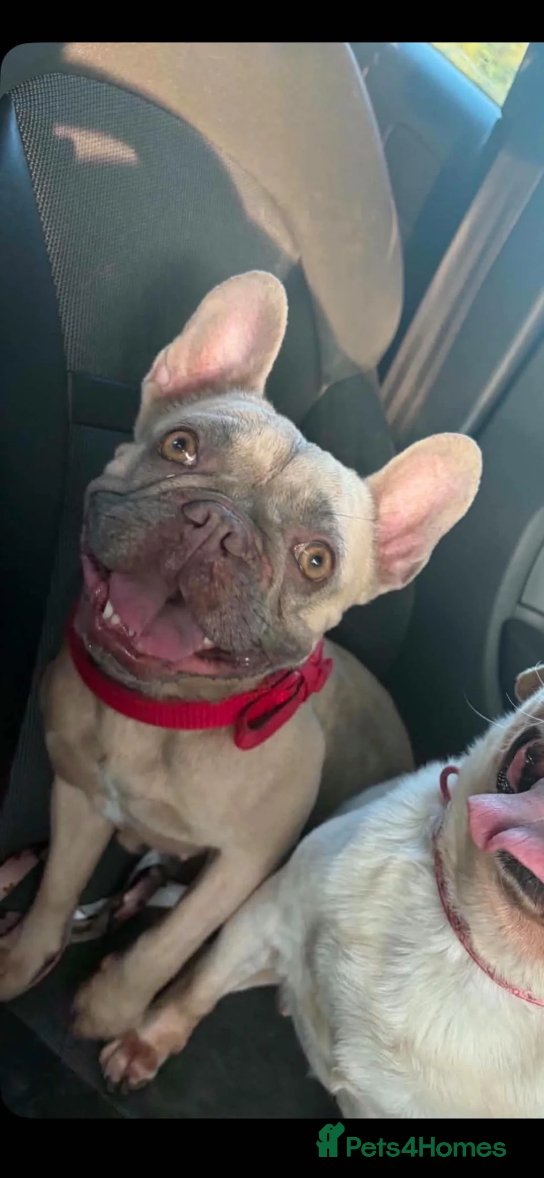 French Bulldog dogs for sale: French bulldog  in Stroud - Advert 2