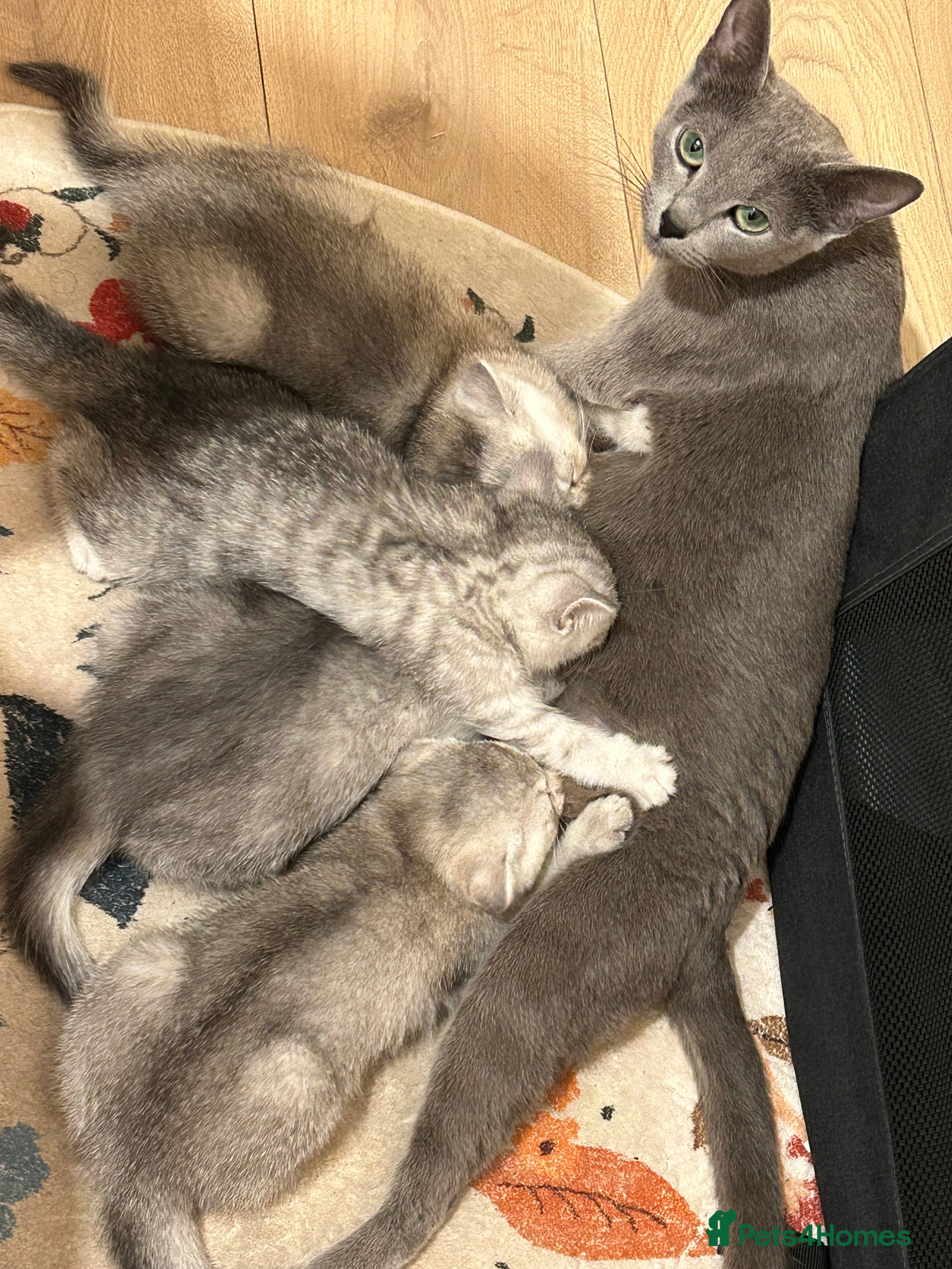 Scottish Fold cats Scottishfold kittens  - Advert 15