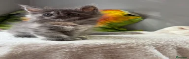 Maine Coon 5