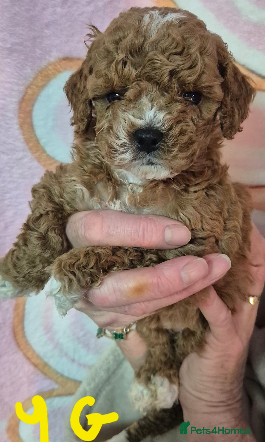 Cockapoo dogs for sale: Cockapoo F1b mini - Image 7
