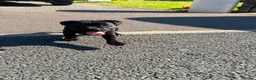 Staffordshire Bull Terrier dogs for sale: Staffordshire pups ready now  - Advert 7