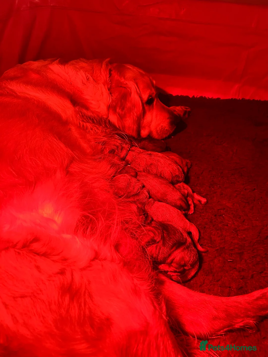 Goldendoodle dogs for sale: Outstanding F1 Standard GoldenDoodles - Advert 2
