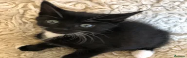🖤🤍Black & White Girl - Playful Princess