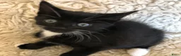 Mixed Breed cats for sale: Adorable kittens 🐾 🐈🐈‍⬛ - Advert 5