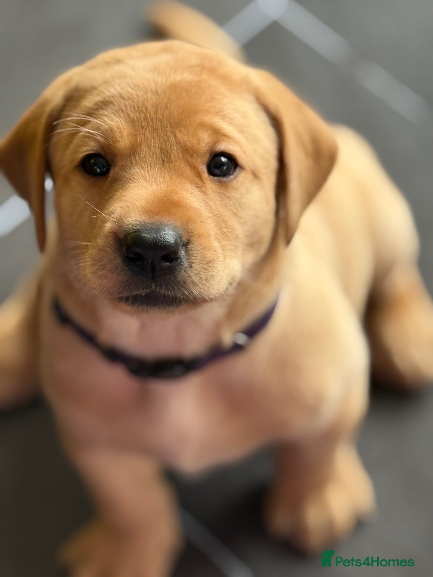 Labrador Retriever dogs ALL PUPS RESERVED NOW  - Advert 2