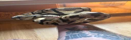 Boa Snake reptiles for sale: Male ball python  - Advert 3