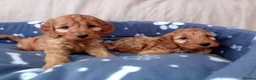 Cockapoo dogs for sale: Stunning red cockapoo/cavapoo puppies  in Coventry - Advert 10