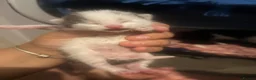 Mixed Breed cats for sale: 3 kittens for sale  in Worcester Park - Advert 9