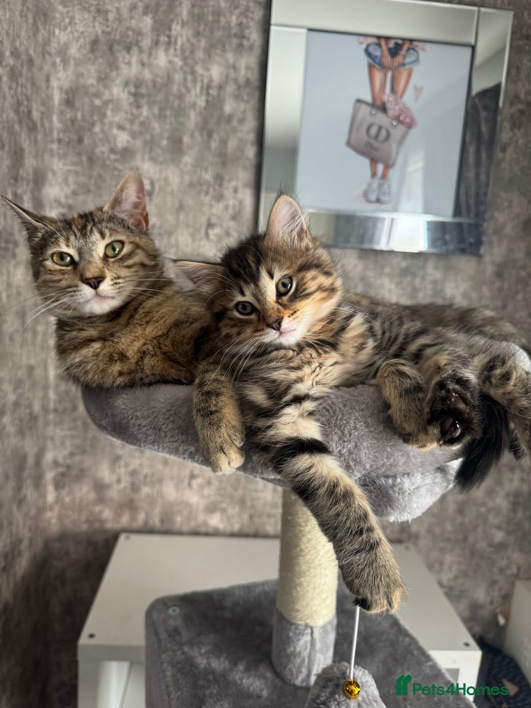 Maine Coon cats for sale: 2 girls and a boy  - Image 5