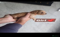 Cockapoo dogs for sale: Adorable Cockapoo’s - Image 6