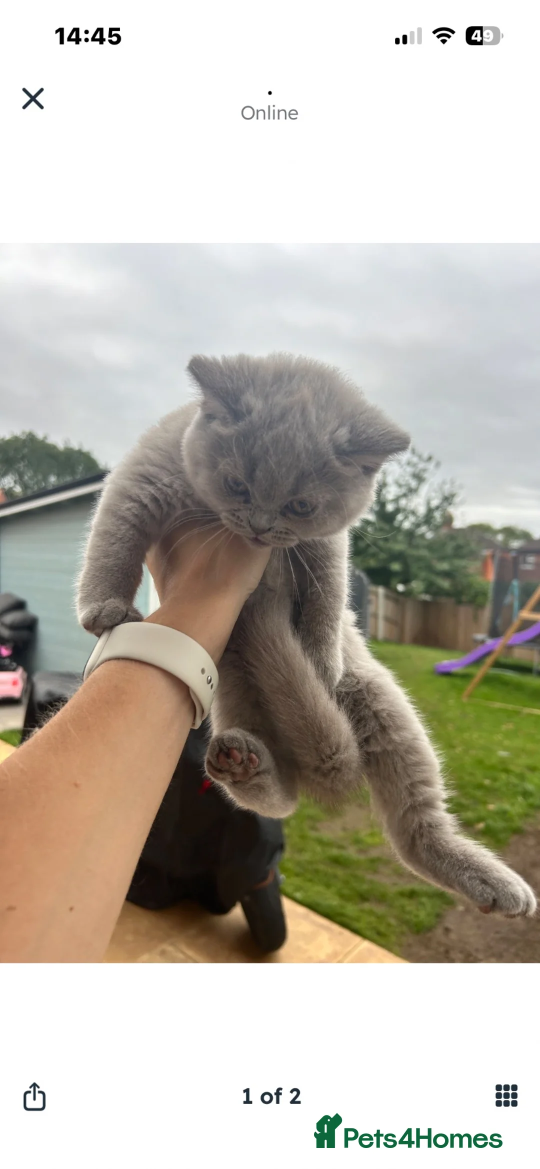 British Shorthair cats for sale: Bsh British short hair grey boy  - Advert 1