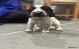 Sprocker dogs for sale: Beautiful sprockers  - Image 31