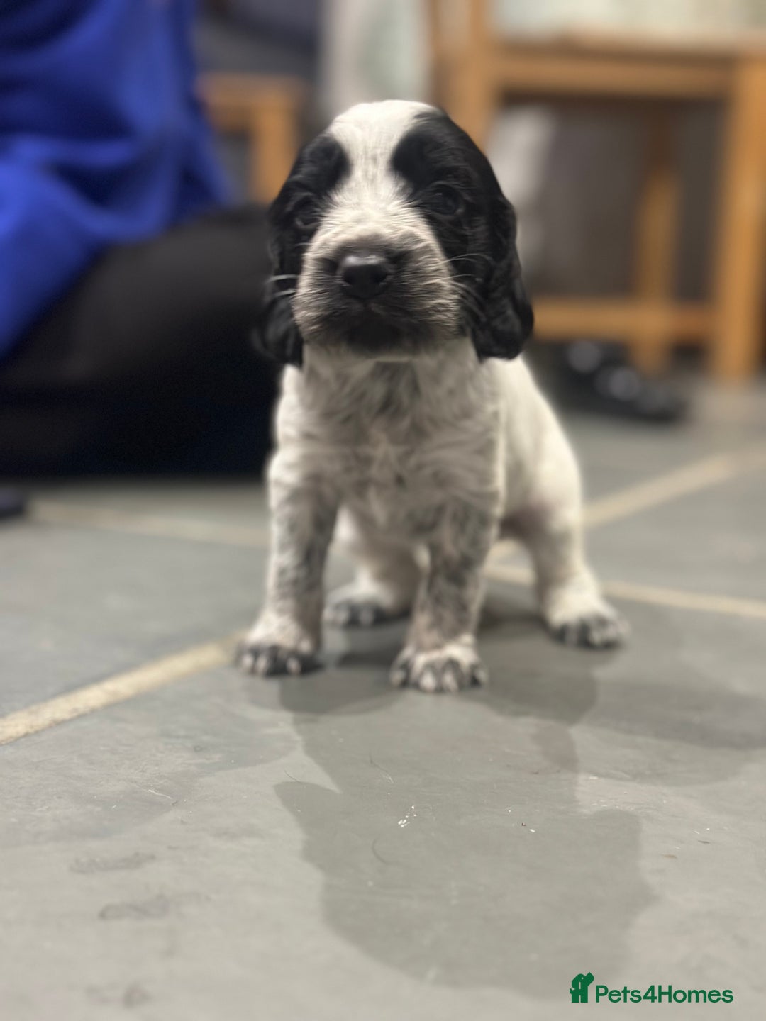 Sprocker dogs for sale: Beautiful sprockers  - Image 31