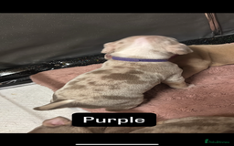 American Bully dogs for sale: AMERICAN POCKET BULLYS - Image 13