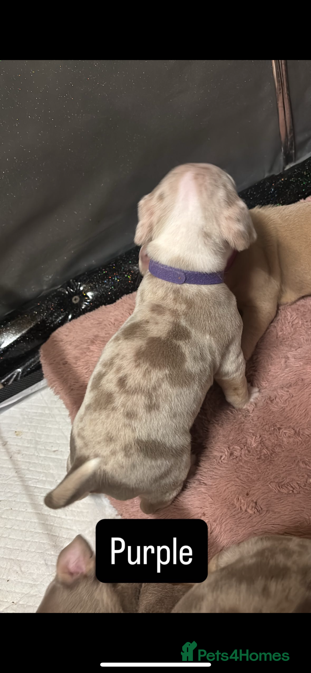 American Bully dogs for sale: AMERICAN POCKET BULLYS - Image 13