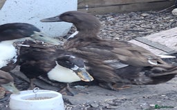 Ducks poultry for sale: Runner/Khaki/Pekin Ducks  - Image 6