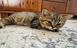 Scottish Fold cats for sale: Scottish Fold X Scottish Straight  in Wolverhampton - Image 10