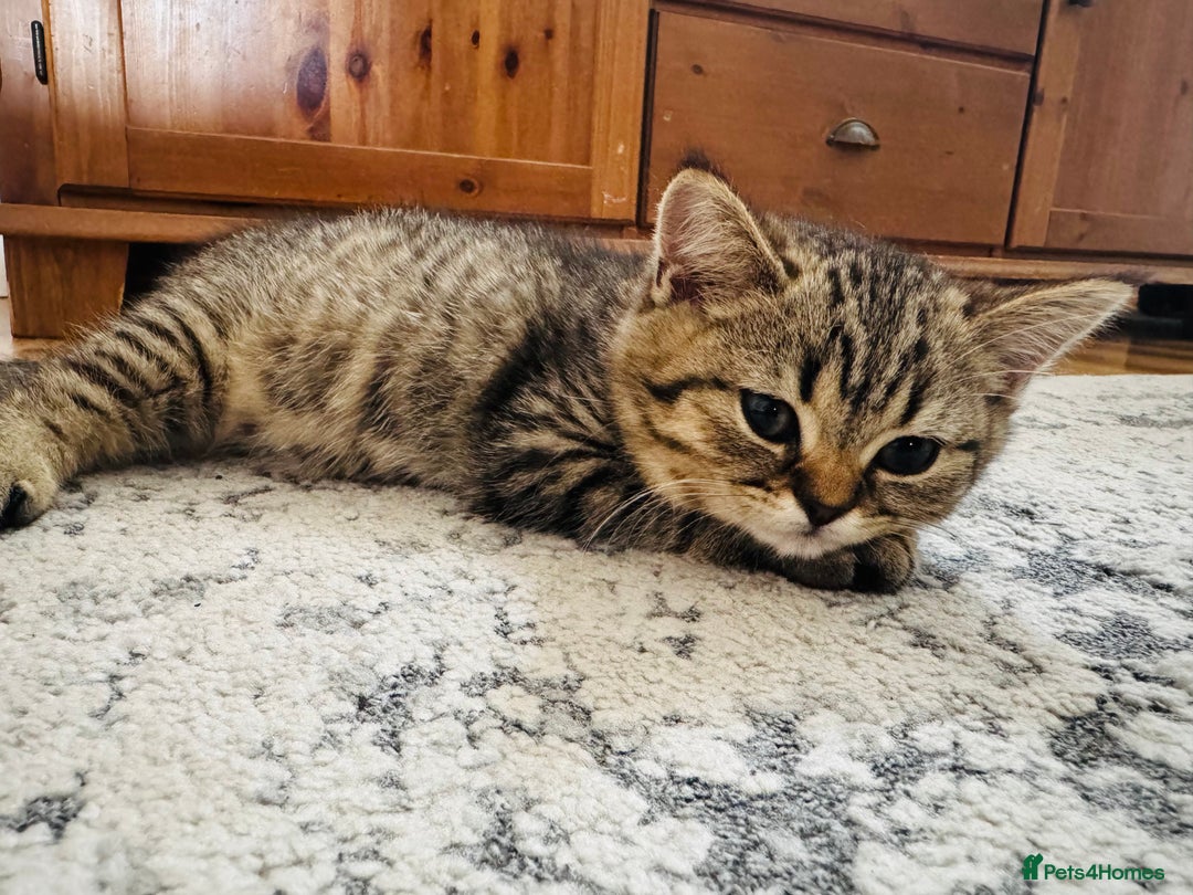 Scottish Fold cats for sale: Scottish Fold X Scottish Straight  in Wolverhampton - Image 10