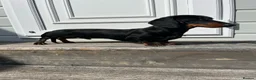 Miniature Dachshund dogs for sale: True to type miniature daschund  - Advert 3